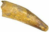 Real Fossil Spinosaurus Tooth - Feeding Worn Tip #365659-1